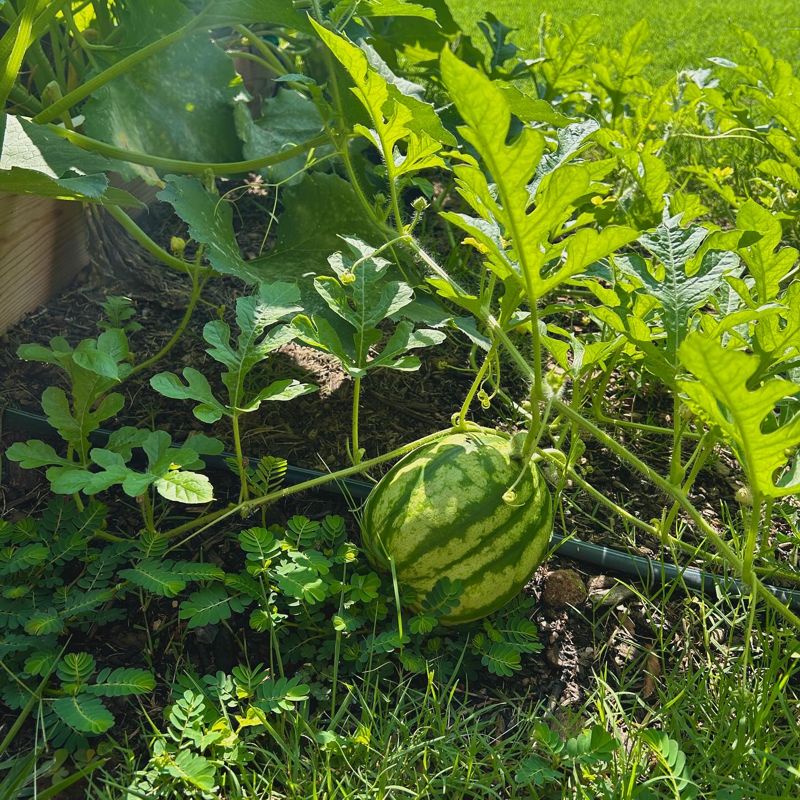 Community Garden Community Garden 2
